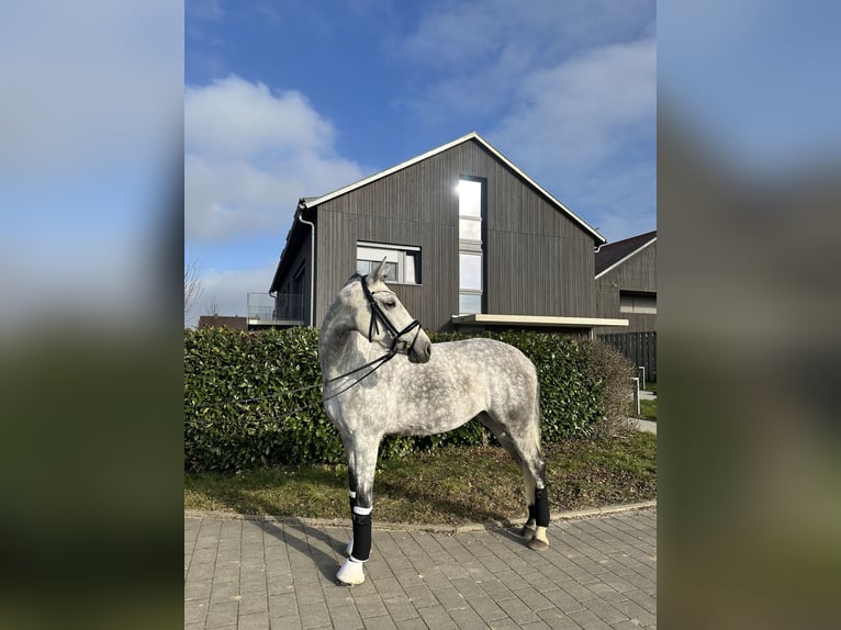 Holstein Mare 8 years 16 hh Gray-Dapple in Heilbronn