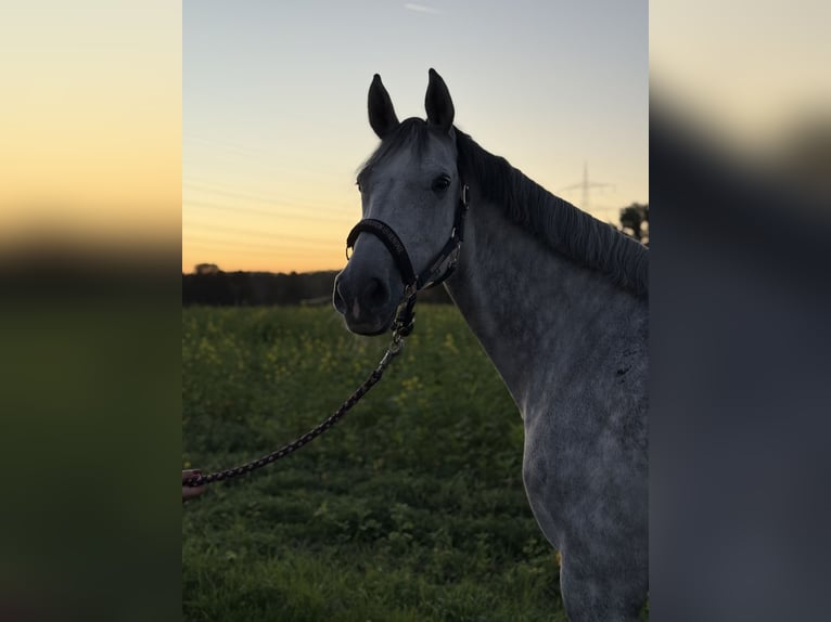 Holstein Mare 8 years 16 hh Gray-Dapple in Heilbronn