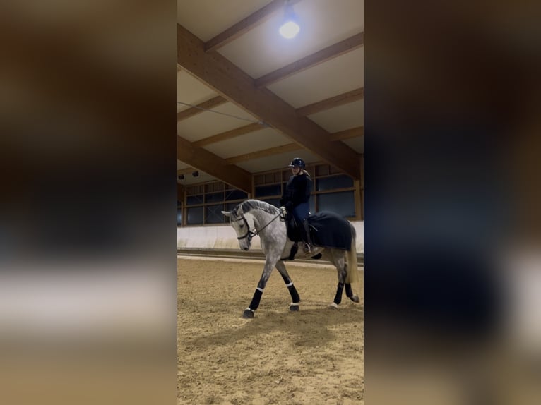 Holstein Mare 8 years 16 hh Gray-Dapple in Heilbronn