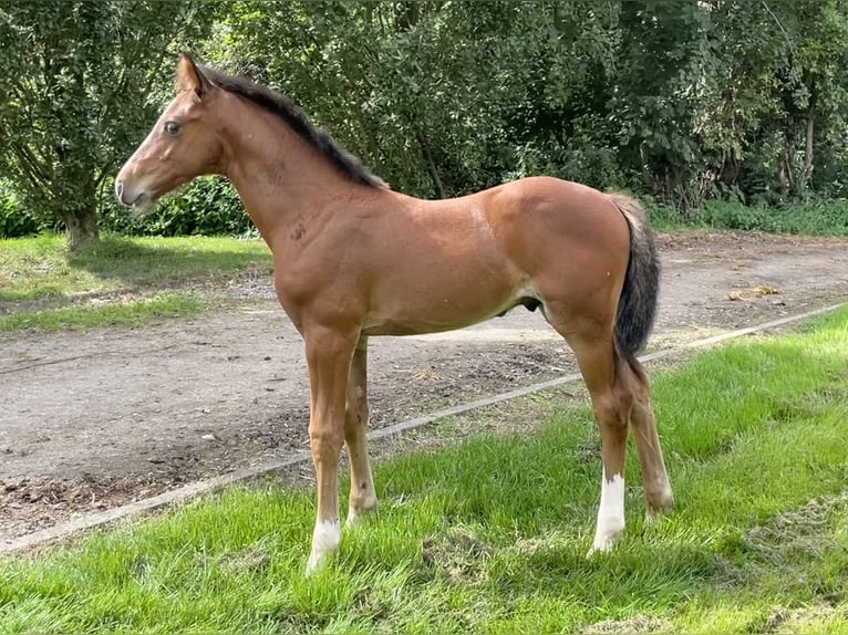 Holstein Mare 8 years 16 hh Grey in Z&#xFC;lpich