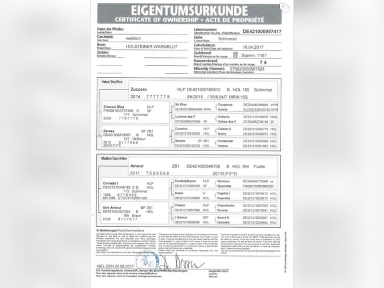 Holstein Mare 8 years 16 hh Grey in Z&#xFC;lpich