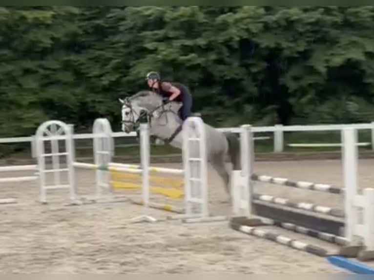 Holstein Mare 8 years 16 hh Grey in Schwäbisch Gmünd