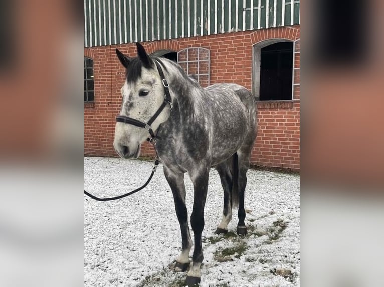Holstein Mare 8 years 16 hh Grey in Kehl