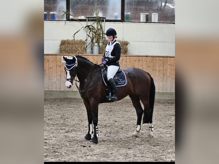 Holstein Mare 8 years 16,1 hh Bay-Dark in Sassen-Trantow