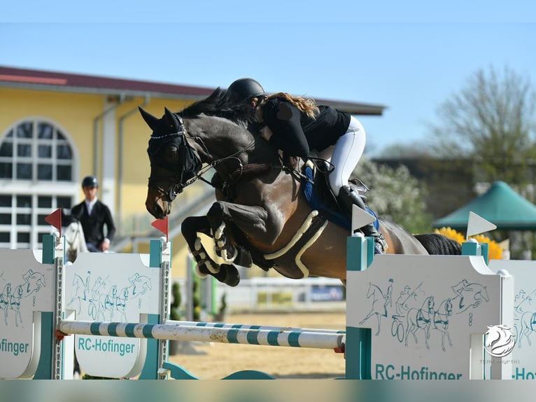 Holstein Mare 8 years 16,1 hh Bay-Dark in Nijmengen