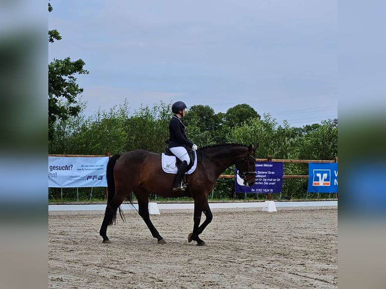 Holstein Mare 8 years 16,1 hh Brown in Sörup