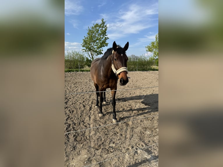 Holstein Mare 8 years 16,1 hh Brown in Sörup