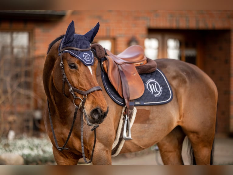 Holstein Mare 8 years 16,1 hh Brown in Grasberg