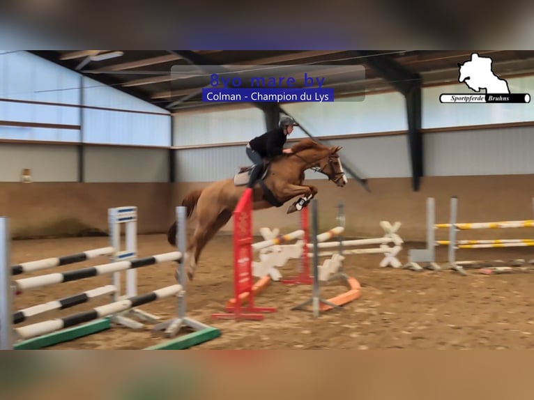 Holstein Mare 8 years 16,1 hh Chestnut-Red in Gadow