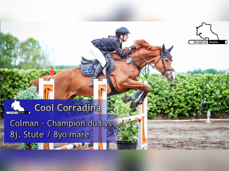 Holstein Mare 8 years 16,1 hh Chestnut-Red in Gadow