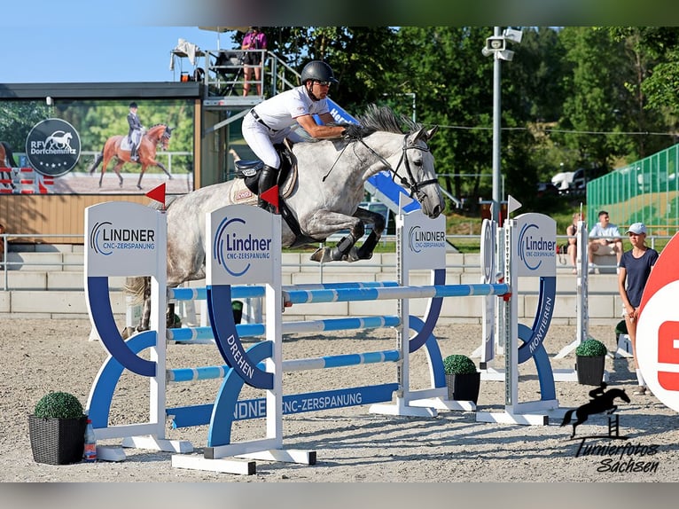 Holstein Mare 8 years 16,1 hh Gray-Dapple in Penig