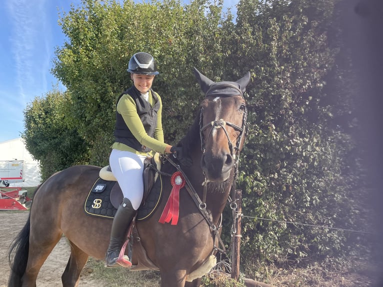Holstein Mare 8 years 16,2 hh Bay-Dark in B&#xFC;rstadt