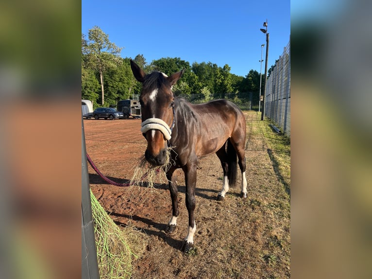 Holstein Mare 8 years 16,2 hh Bay-Dark in B&#xFC;rstadt