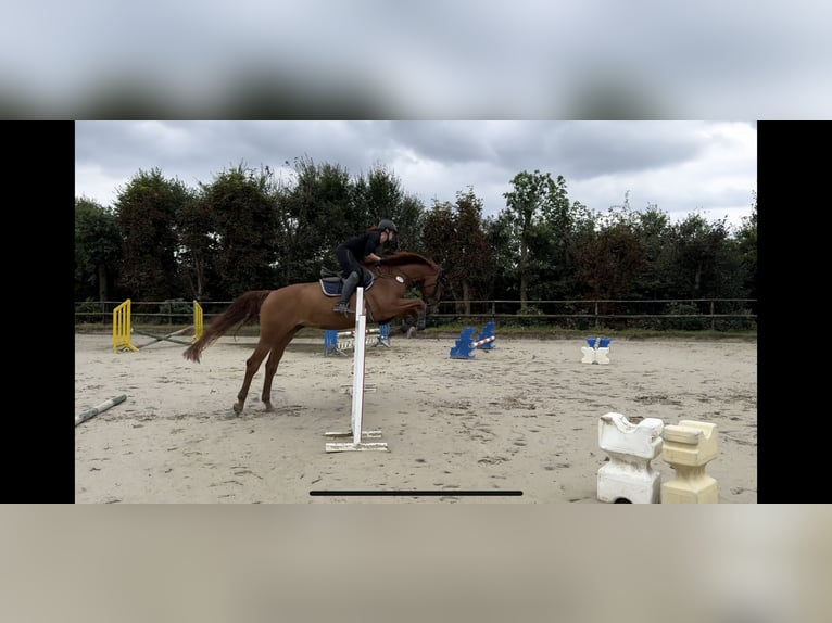 Holstein Mare 8 years 16,2 hh Chestnut-Red in Gevelsberg