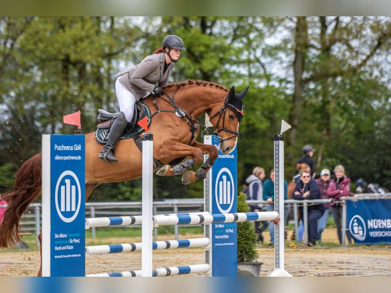 Holstein Mare 8 years 16,2 hh Chestnut-Red in Gevelsberg