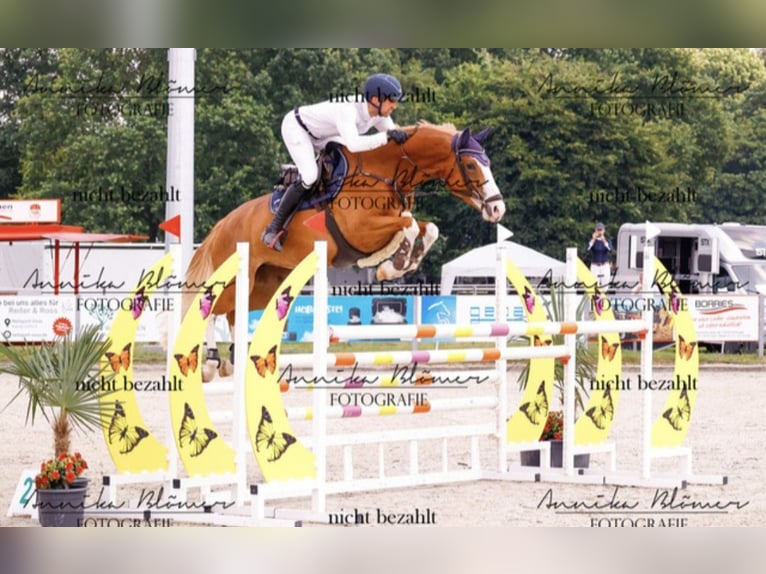 Holstein Mare 8 years 16,2 hh Chestnut-Red in Zülpich