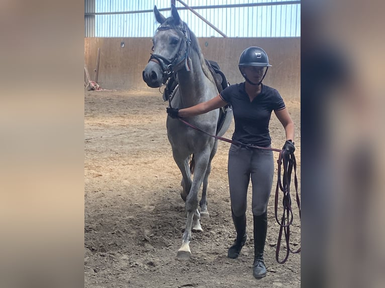 Holstein Mare 8 years 16,2 hh Grey-Dapple in Lichtenau im M&#xFC;hlkreis