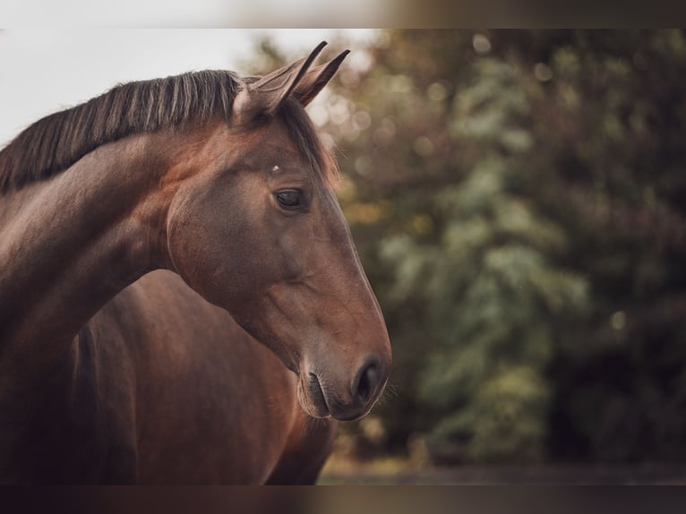 Holstein Mare 8 years 17 hh Bay-Dark in Solingen