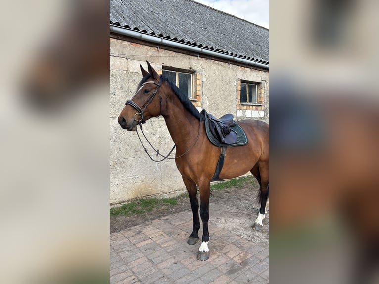 Holstein Mare 8 years 17 hh Brown in Süderholz