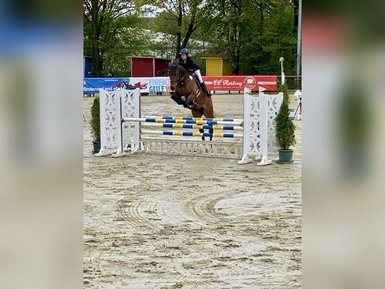 Holstein Mare 8 years 17 hh Brown in G&#xFC;tersloh