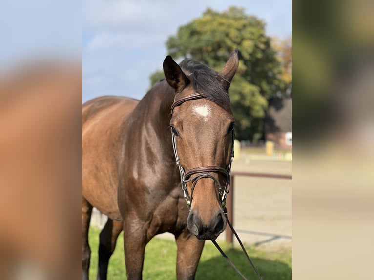 Holstein Mare 8 years 17 hh Brown in G&#xFC;tersloh