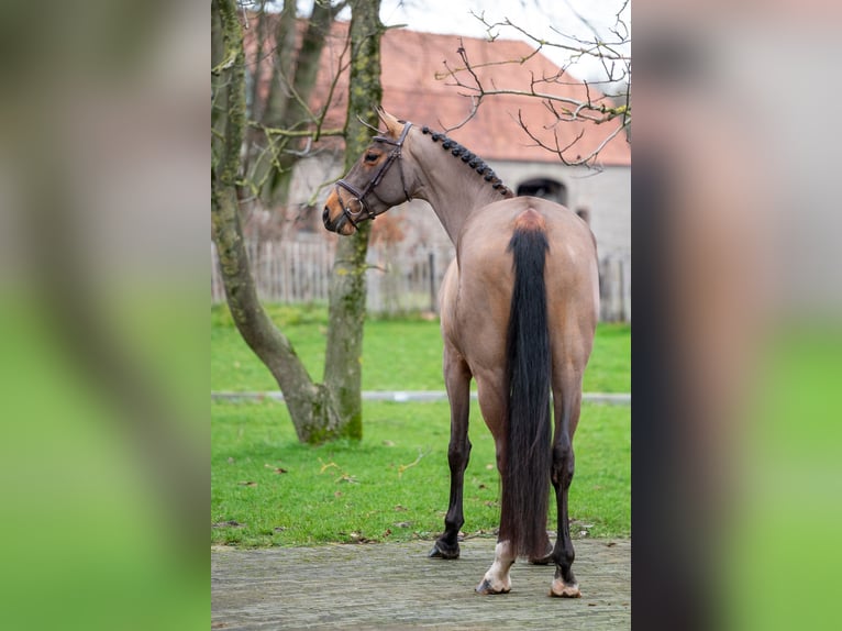 Holstein Mare 8 years 17 hh Brown in Wijchmaal