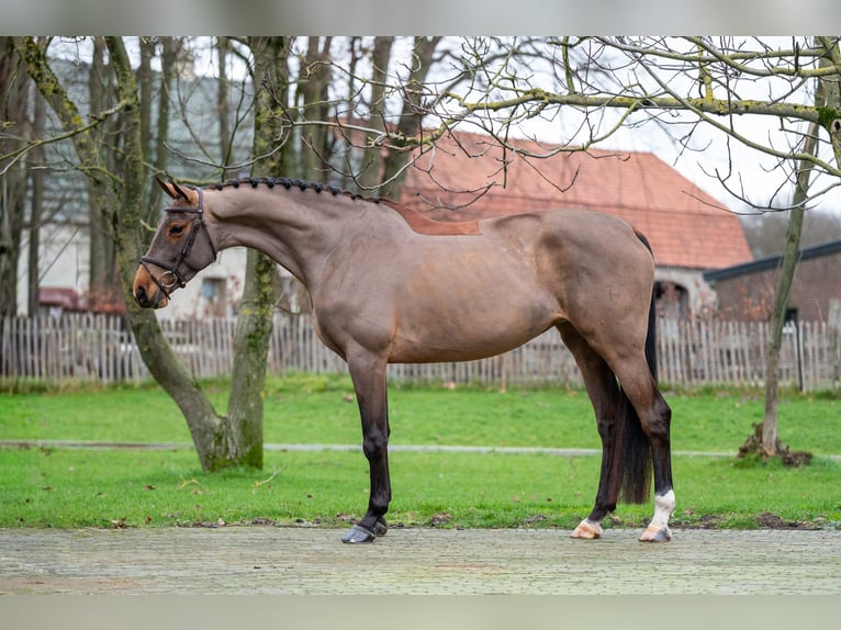 Holstein Mare 8 years 17 hh Brown in Wijchmaal