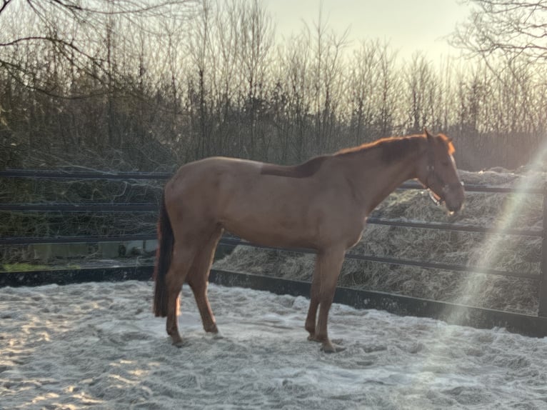 Holstein Mare 8 years 17 hh Chestnut-Red in Senden