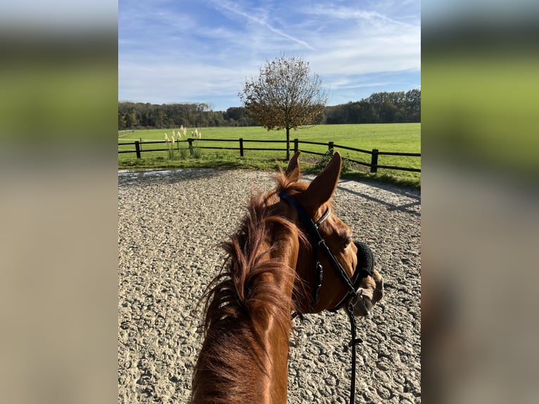 Holstein Mare 8 years 17 hh Chestnut-Red in Senden