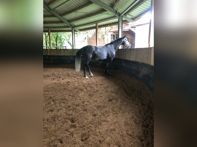 Holstein Mare 8 years 17 hh Gray in Tamm