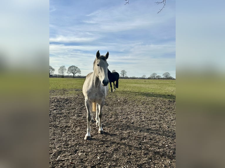 Holstein Mare 8 years 17 hh Grey in Nutteln