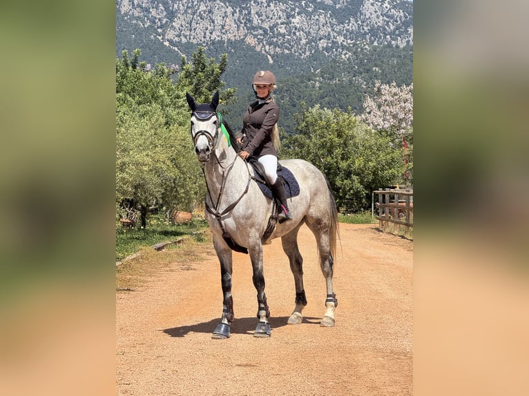 Holstein Mare 8 years 17 hh Grey in Bremen