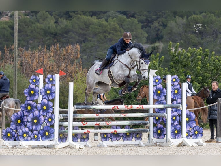 Holstein Mare 8 years 17 hh Grey in Bremen