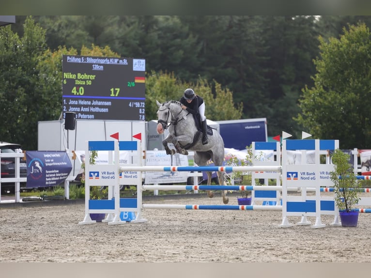 Holstein Mare 8 years 17 hh Grey in Treia
