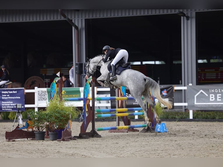 Holstein Mare 8 years 17 hh Grey in Treia