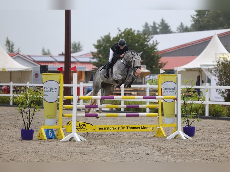 Holstein Mare 8 years 17 hh Grey in Treia