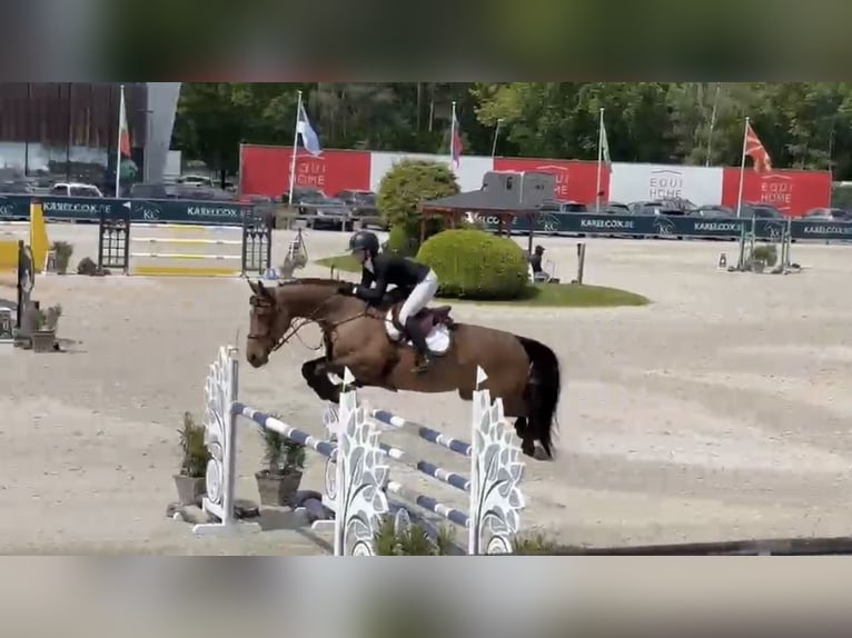 Holstein Mare 8 years 17 hh  in Nettetal