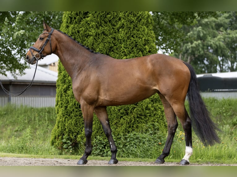 Holstein Mare 8 years 17,1 hh Brown in Diekhusen-Fahrstedt