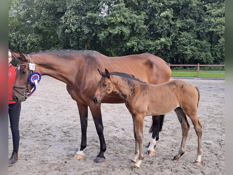 Holstein Mare 8 years in Borsfleth