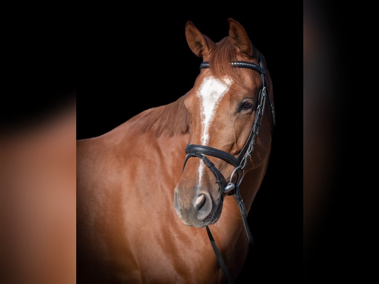 Holstein Mare 8 years Chestnut in Martinez