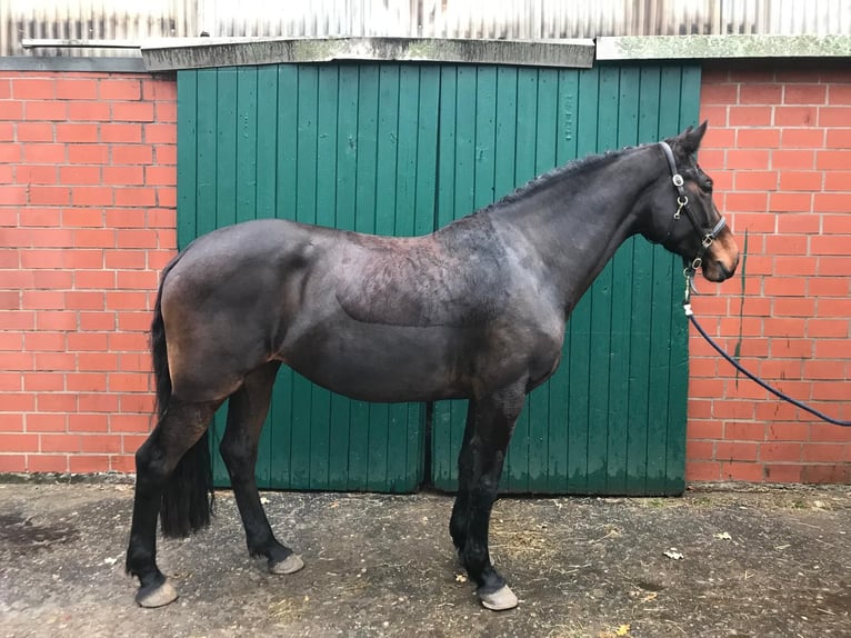 Holstein Mare 9 years 15.2 hh Bay-Dark in Hamburg Iserbrook