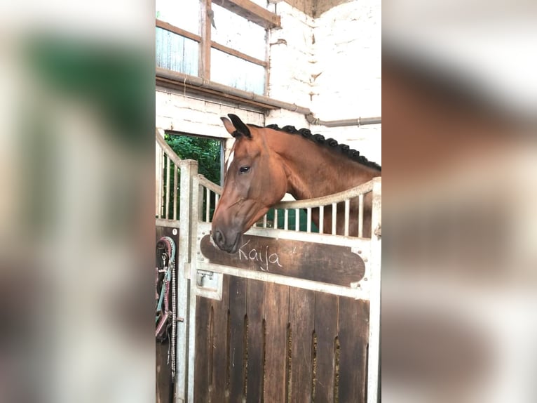 Holstein Mare 9 years 15,2 hh Bay-Dark in Hamburg Iserbrook