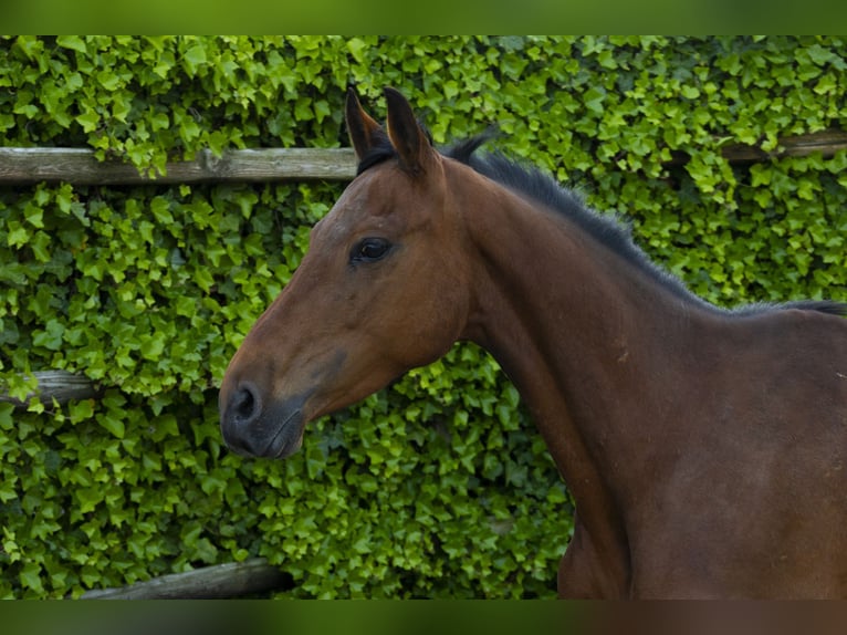 Holstein Mare 9 years 15,2 hh Brown in Waddinxveen