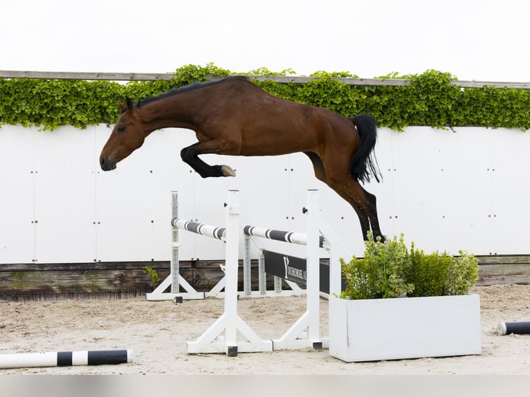 Holstein Mare 9 years 15,2 hh Brown in Waddinxveen
