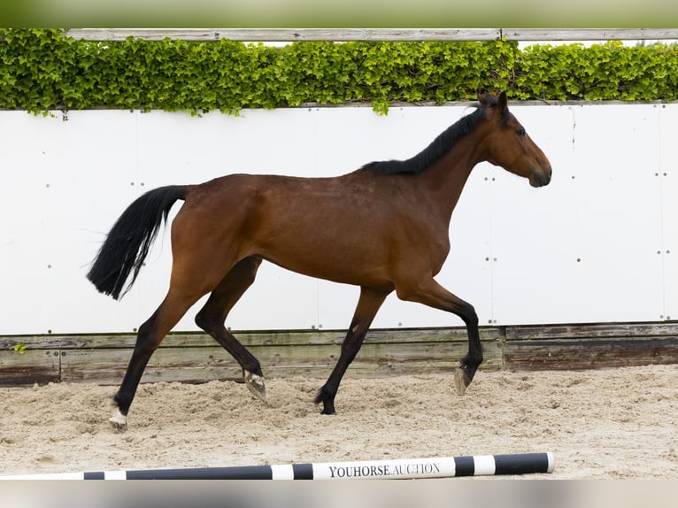 Holstein Mare 9 years 15,2 hh Brown in Waddinxveen