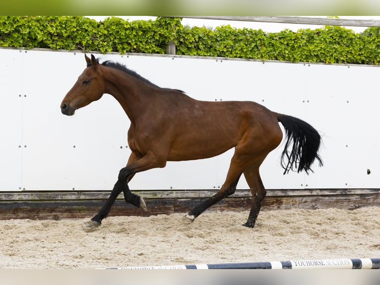Holstein Mare 9 years 15,2 hh Brown in Waddinxveen