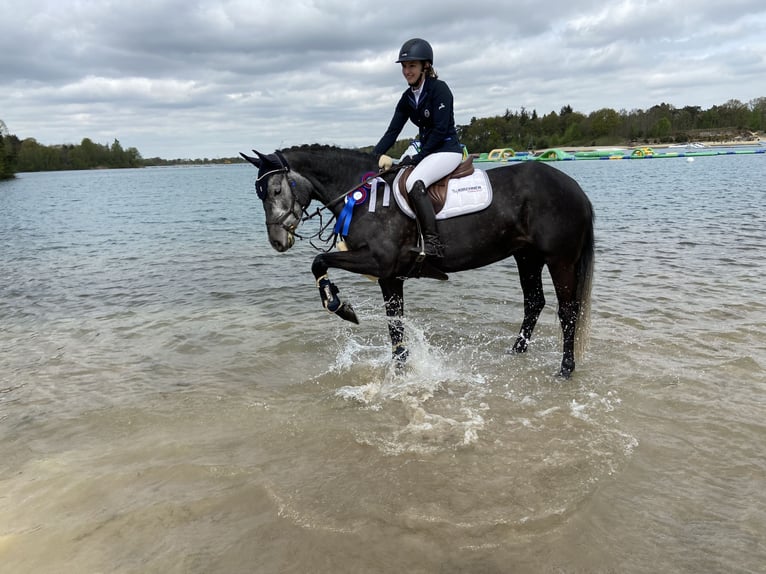 Holstein Mare 9 years 15,2 hh Gray-Dapple in Edewecht