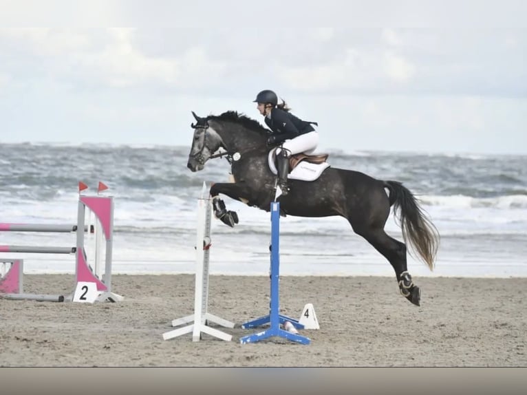 Holstein Mare 9 years 15,2 hh Gray-Dapple in Edewecht