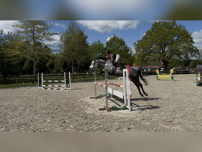 Holstein Mare 9 years 15,2 hh Gray-Dapple in Edewecht