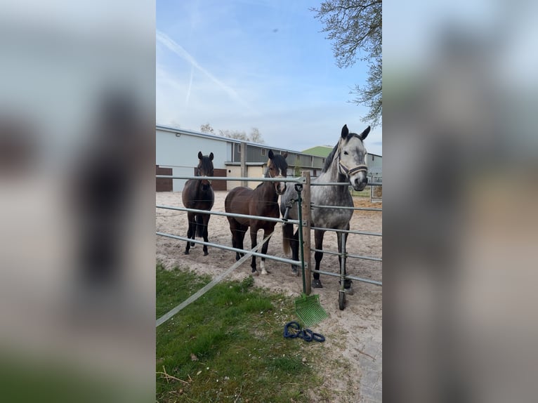 Holstein Mare 9 years 15,2 hh Gray-Dapple in Edewecht
